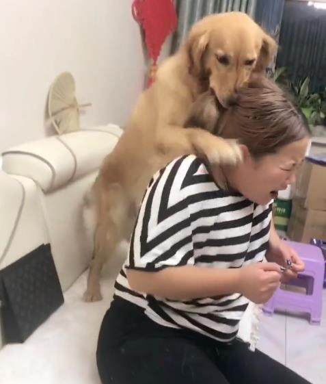 女主不给金毛吃牛肉干，金毛跳上去直接扑倒她