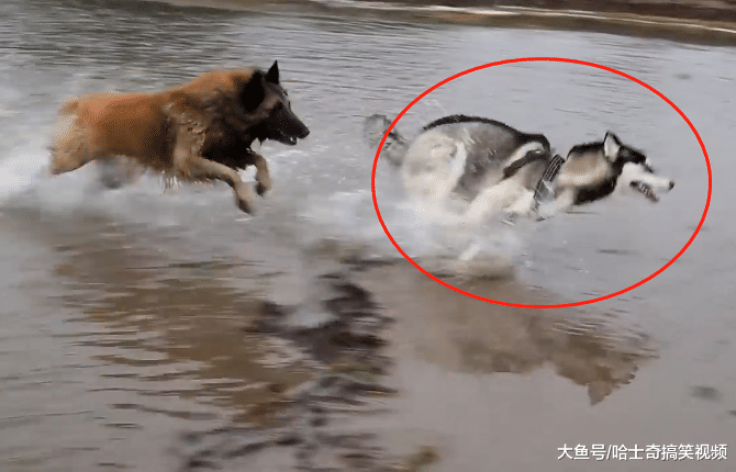 牧羊犬跟二哈生活一年后，就像变了一只狗，忘记自己身份了