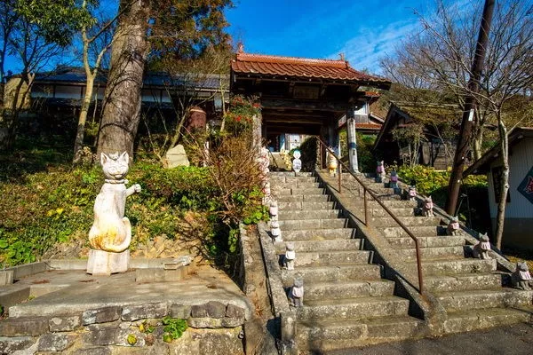 日本喵寺庙小猫众多，被誉为撸猫圣地