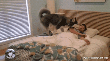 3只柴犬叫主人起床，结果中途“叛变”，女主：白养你们了