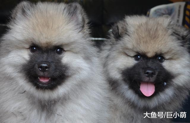 你以为狗狗在笑？其实狗狗是想攻击，狗狗微笑的4个真相