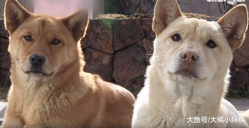 2只狗狗被救后赖在店里不走，被驱赶后，一个暖心动作打动了老板