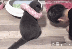 铲屎官晕倒，猫咪的反应让人泪目