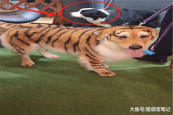 边牧错把染色金毛当老虎，站在旁边吓得不敢看，果然纹身的惹不起