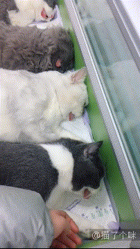 皮的下场，瞧这绝望的小眼神儿