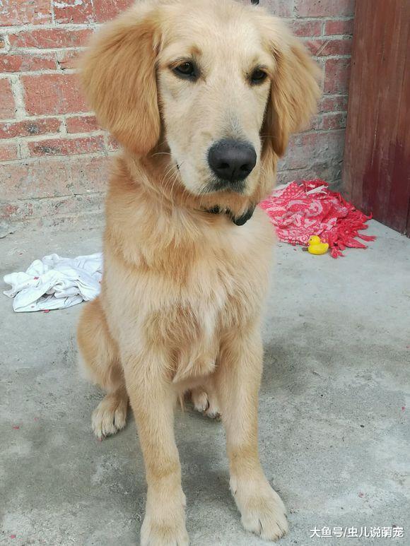 金毛上火了還不喝水，真讓人著急，網友：硬灌！