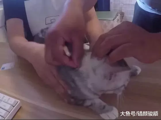 喵星人为了不打针，装吐 装死 卖萌！最后还是袜子套头打针！