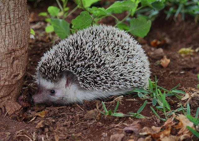 動物世界：渾身都是防御的刺猬