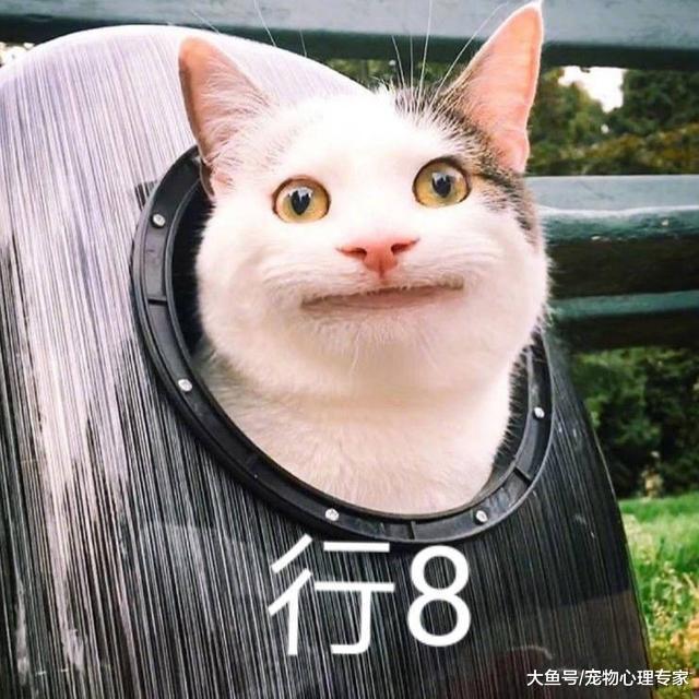 5只狗填满了整张床，主人不知该睡哪里，朋友圈P图神了