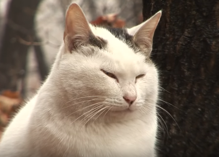 一只猫独自在山上生活了三个月，有人想带它走，它却拒绝离开！