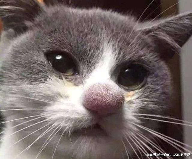 猫咪：我以后再也不惹蜜蜂了，那动物太坏了，专蛰人家脸