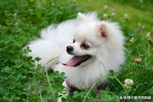 如果你是新手，那么养博美犬，千万不要养母的！