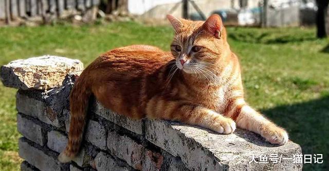 猫咪“衣原体感染”是什么病？