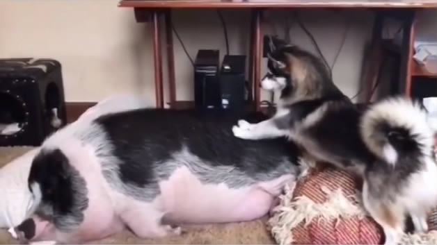 猪在睡觉，二哈想尽了办法，就是要把猪推醒