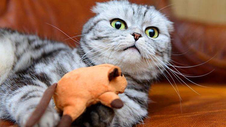 貓崽的牙掉了！別怕，可能是在換牙了