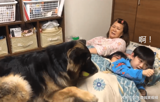 德牧小时候常跟主人睡，结果2年过去了，还当自己是小奶狗