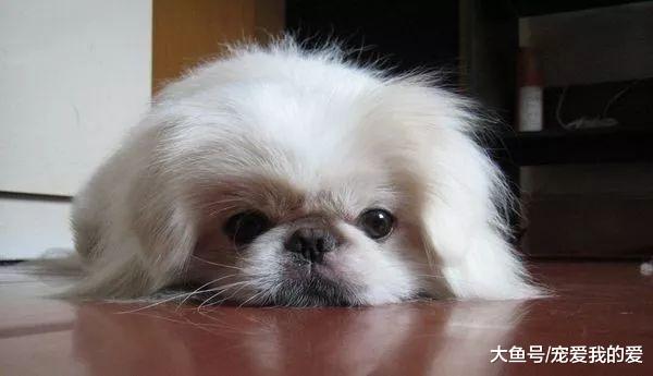 狗狗智商排名倒数的10位？让我来看看都是哪些傻狗……