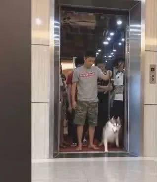 网友带着哈士奇坐电梯，结果超重，哈士奇的做法让人叫绝