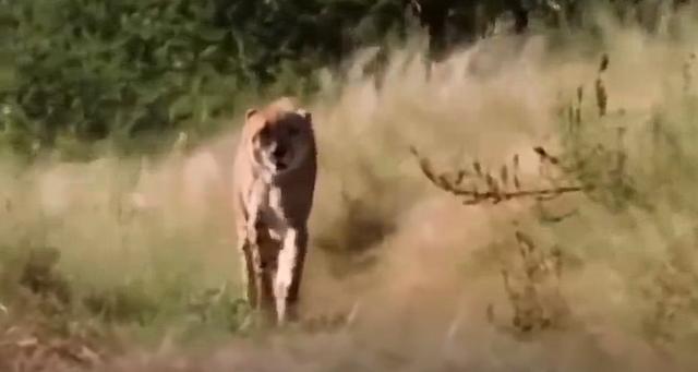 獵豹和羚羊之間的挑釁，速度之戰，到底誰能獲勝？