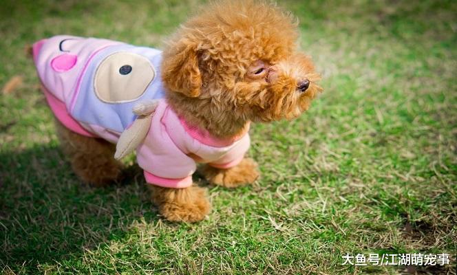 不同类型的泰迪犬，快来看看你喜欢哪一个款