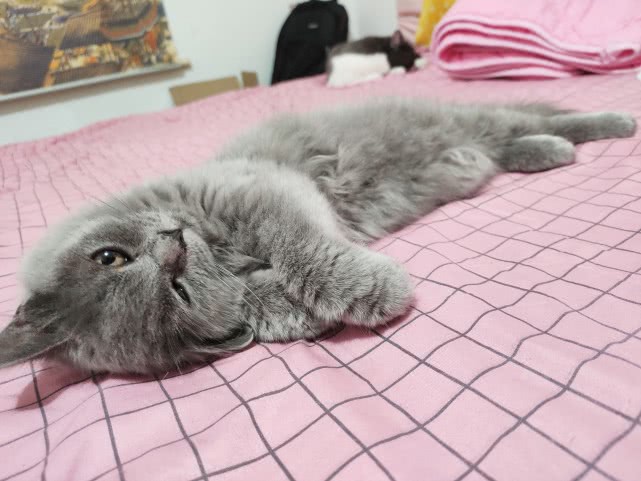 从你的性格看你适不适合养宠物，这三种人，真的不适合养猫