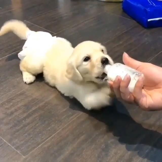 主人上廁所，金毛拿起飯碗闖進去