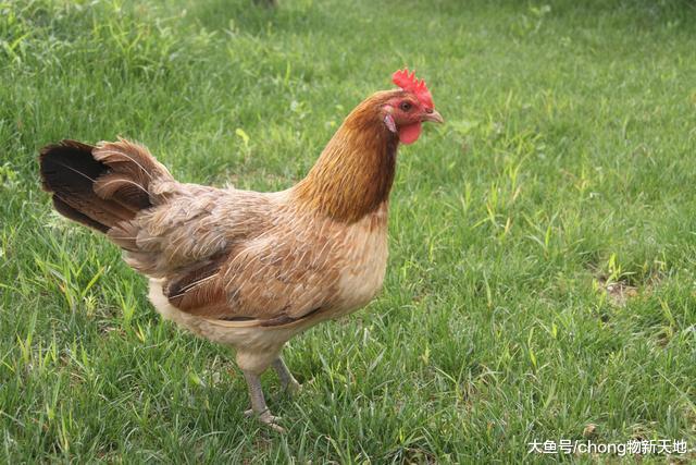 老外好奇鸡到底会不会游泳，就把鸡放入泳池做实验，不出所料沉了