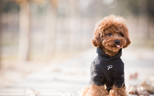 这种常见的宠物狗智商有多高？网友：几乎是无障碍交流！