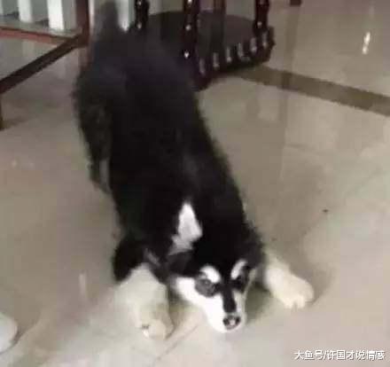 八千块买的鞋子，被阿拉斯加给发现后，网友：它帮你鉴定真伪！