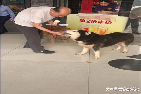 大爷给狗狗买两个甜筒，旁边店员投来羡慕的眼光，感觉活得不如狗
