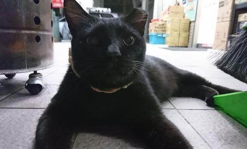 网友路遇流浪黑猫，它当场倒地不起：要想从此过，留下小鱼干！