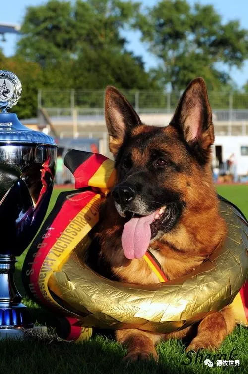 德牧传奇 狼王VA1威嘎斯VA1 Vegas du Haut Mansard