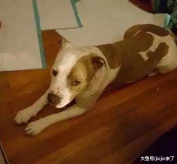 主人只因搬家就遗弃了狗狗, 仅仅给它留了条毯子, 从此……