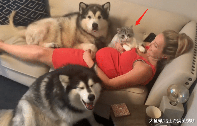 ?女主人告诉“胖儿子”，肚子里有它的弟弟，结果被暖到了