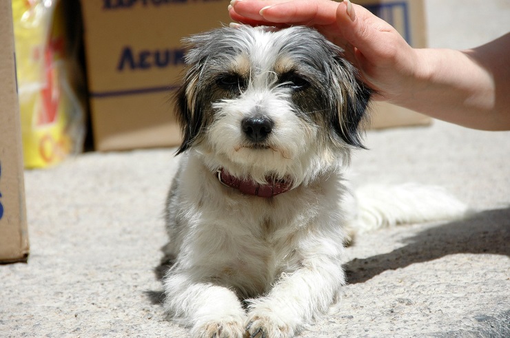 养狗，这些事平时觉得没什么，但一旦出问题就是不可挽回的伤害