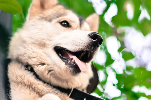 爱干净的宠物狗狗