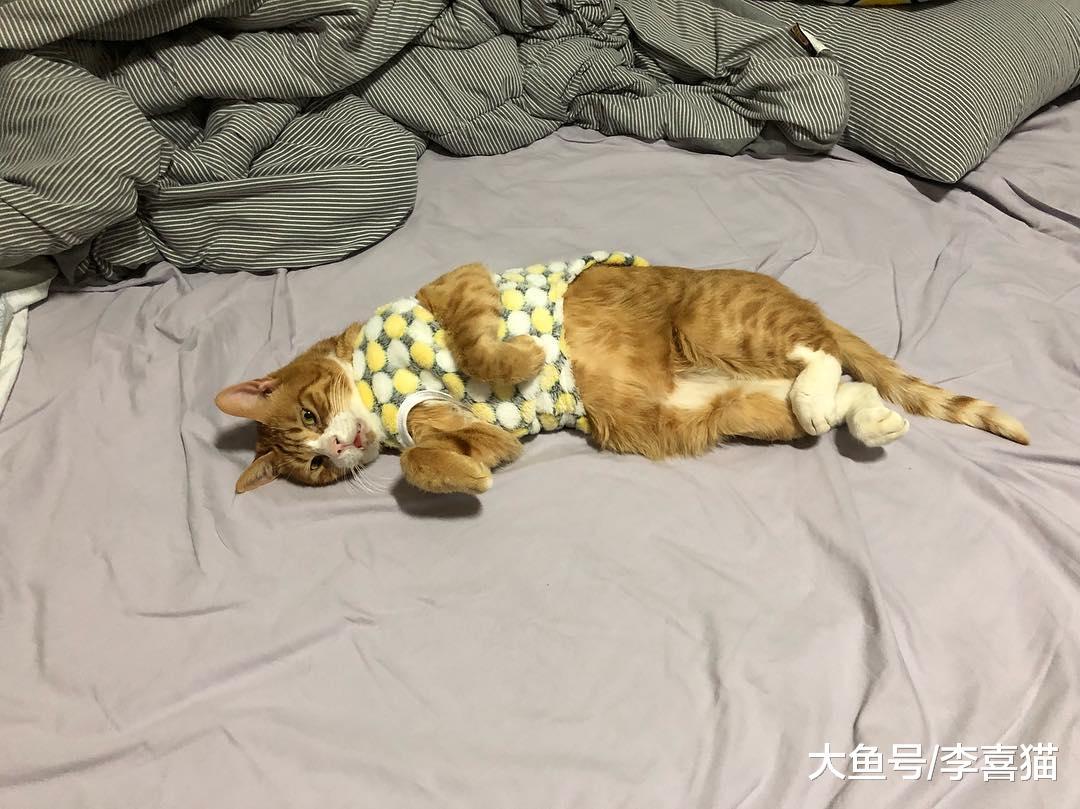 指望猫咪能规规矩矩听从摆布? 想得美, 猫主子的称号不是白来的!