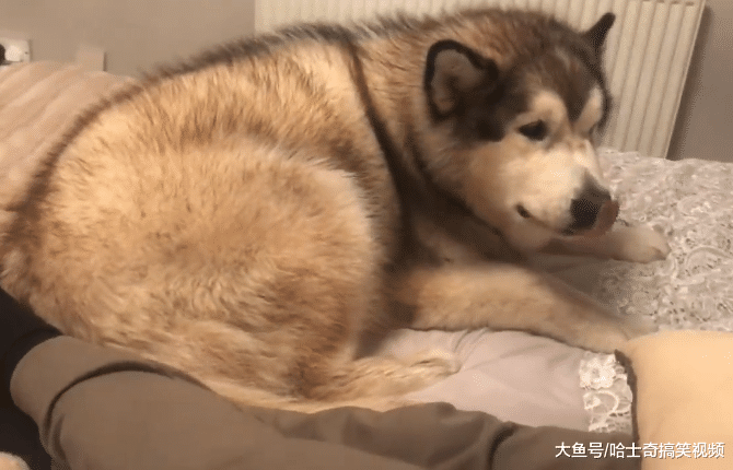 男主人在忙工作，结果“胖儿子”生气了，要我还是要电脑？