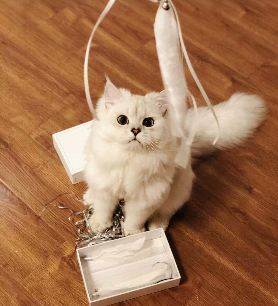 猫咪不和铲屎官一块玩，看铲屎官拿逗猫棒的样子，就像是看傻子