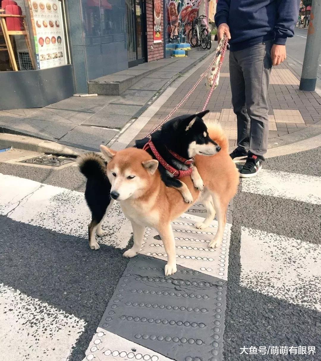 黑柴从小喜欢趴在豆柴身上，长大了还这样，说出原因后：辛苦豆柴了