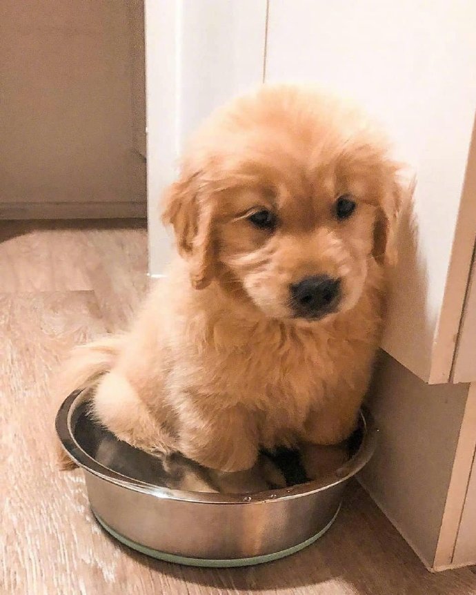 不想上学也不想上班，只想当一只有人伺候吃喝拉撒的狗子