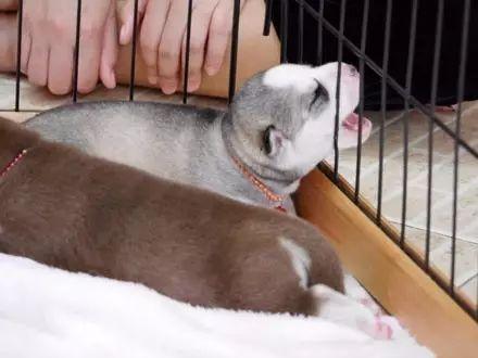 二哈当看到孩子们都有点怪, 感觉有一道绿光在头顶上一闪而过