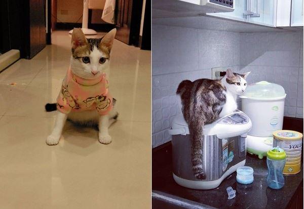 主人每天醒来都找棉被，只因自家猫咪太霸道，趁人熟睡把棉被扒走