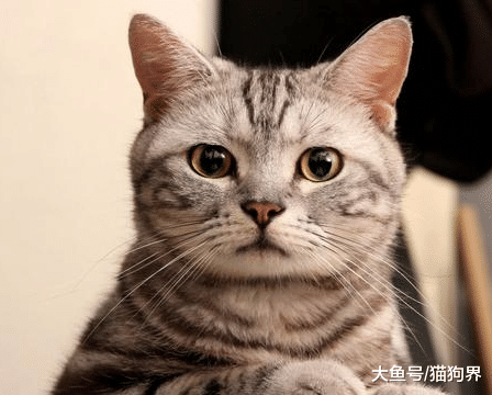 猫咪每个成长阶段所需的营养成分都不一样，那该怎么选猫粮？