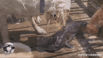 金毛嫌弃家里伙食太差，自己下河捉鱼，养家糊口真不容易啊