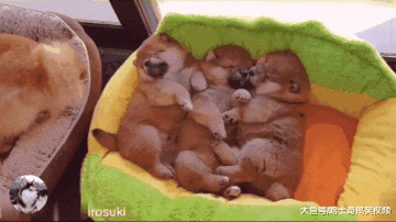 柴犬“夫妻”生了宝宝，总把奶狗丢一边，考虑过主人感受吗