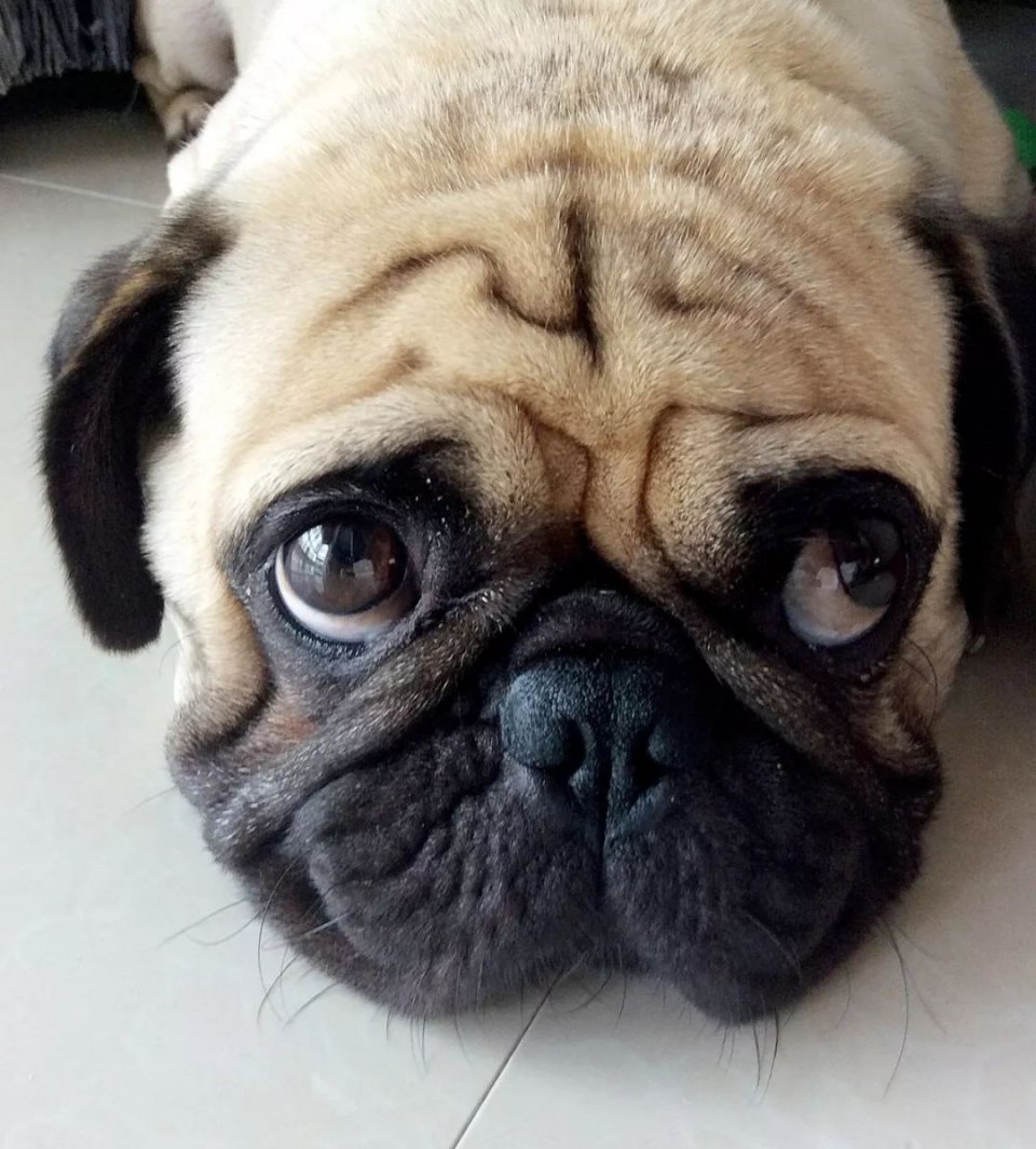 在饲养巴哥犬之前 请先好好阅读巴哥犬饲养指南！