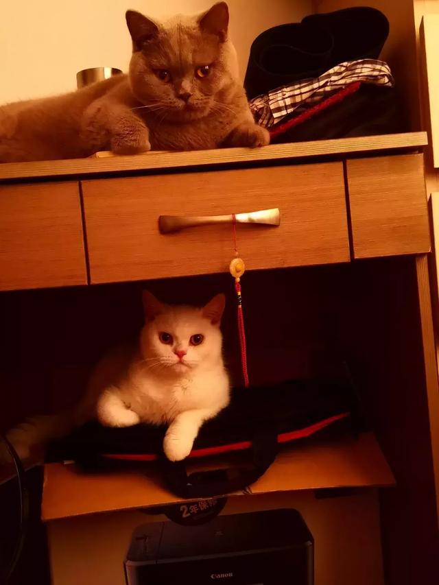 广东地区的小猫咪在夏日40度高温下，究竟过着怎么样的生活？