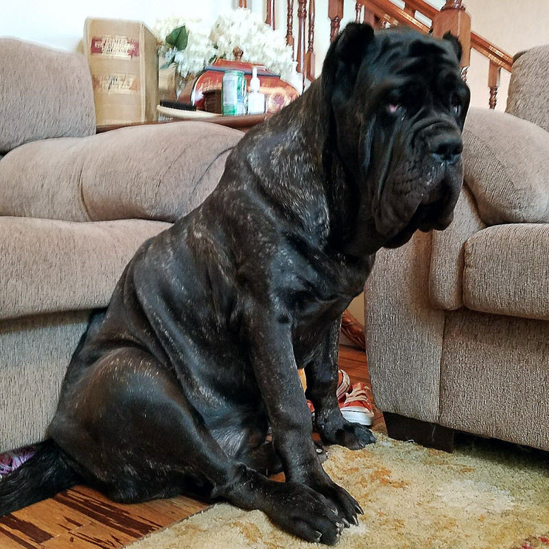 世界上最大的小狗已经1.8米高，仍然在生长