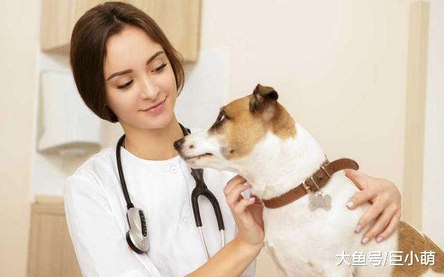 为什么狗狗看病这么贵？因为和这4个方面，息息相关